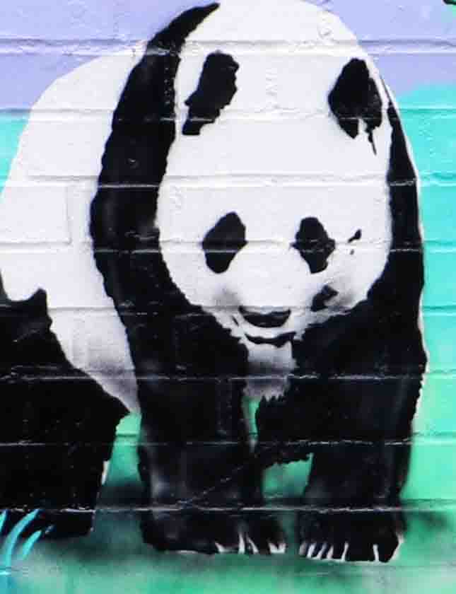 Ein Bild von einem Pandabär.